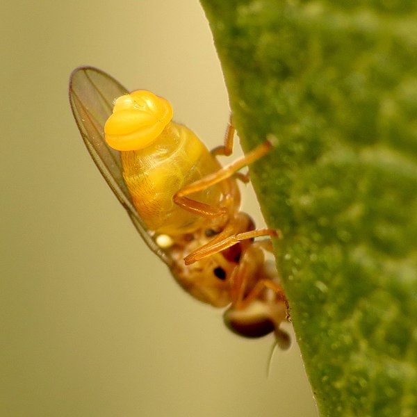 File:Thaumatomyia notata 12541842.jpg