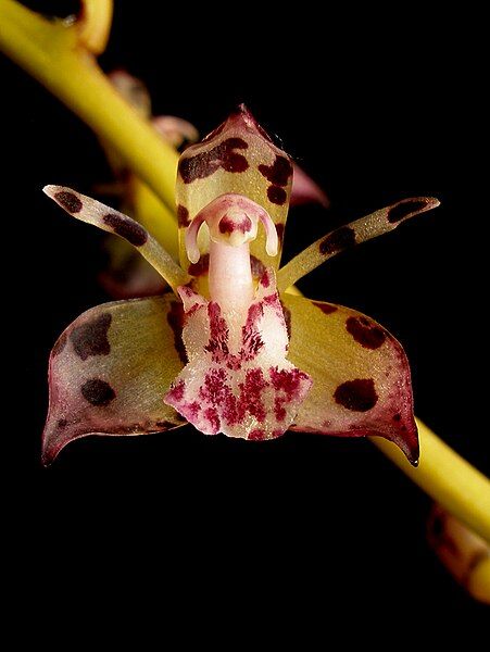 File:Thecostele alata flower.jpg