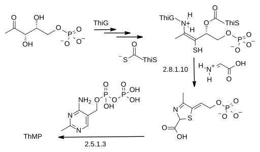 File:Thiamine biosynthesis.svg