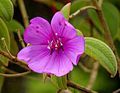 Tibouchina semidecandra