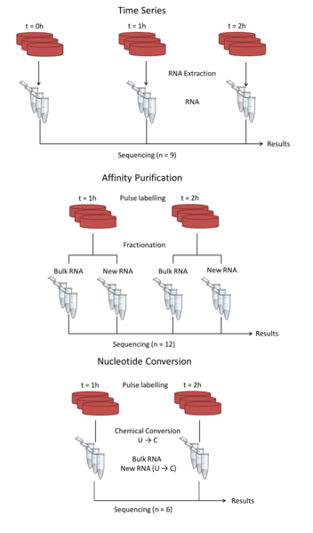 File:TimeResolvedRNAseqFig2.tif