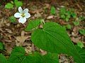 Canadian White Violet (Viola canadensis)