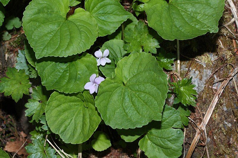 File:Viola palustris 6798.JPG