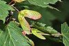 A living Douglas maple