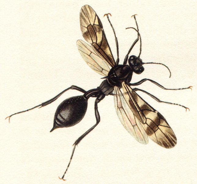 File:Agriotypusarmatus.jpg