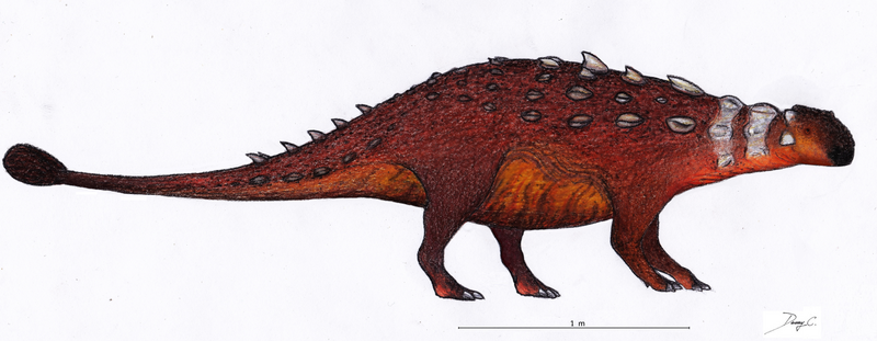 File:Akainacephalus (updated).png