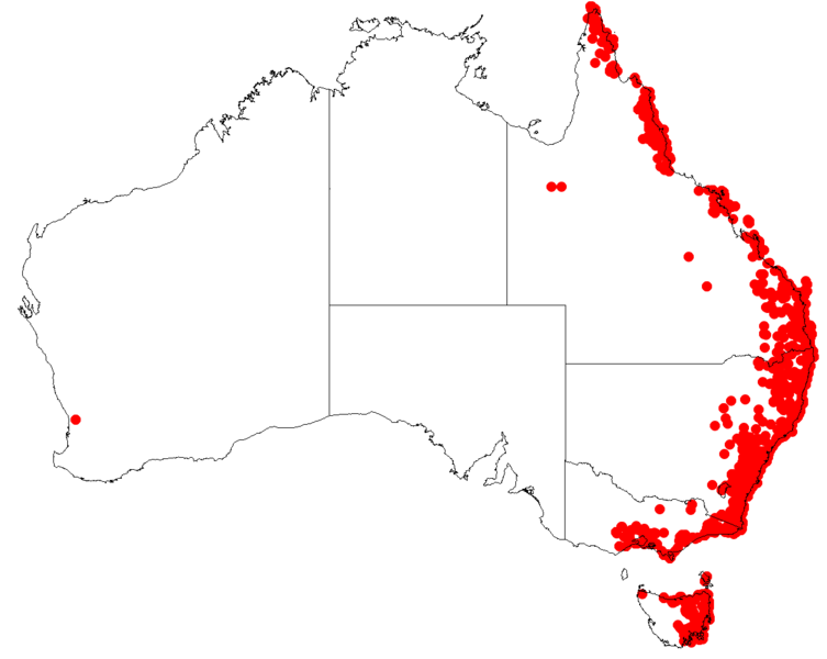 File:AllocasuarinalittoralisDistributionMap28.png