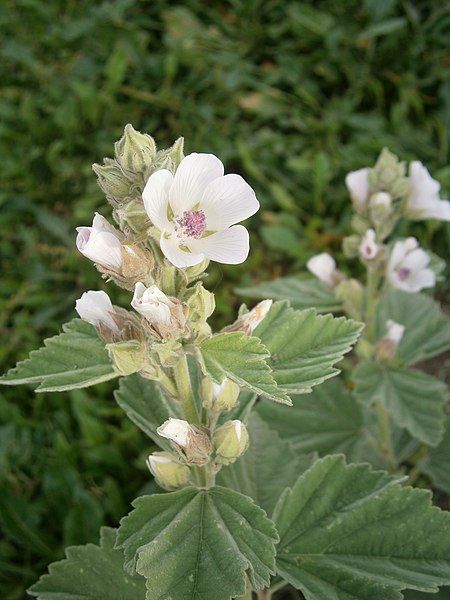 File:Althaea officinalis 04.JPG