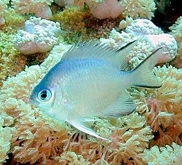 Most coral reef fish have spines in their fins like this damselfish