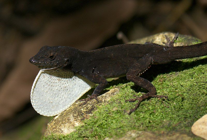 File:Anolis homolechis 56614364.jpg