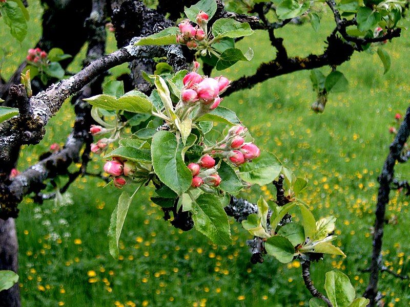 File:Apple tree.jpg