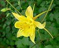 Aquilegia chrysantha