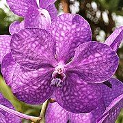 Ascocenda Orchid