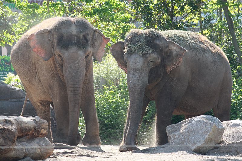 File:AsianElephants CincinnatiZoo.jpg