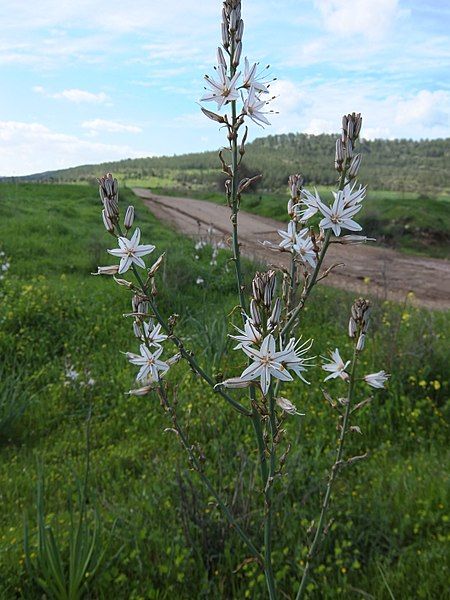 File:Asphodel flowers.jpg