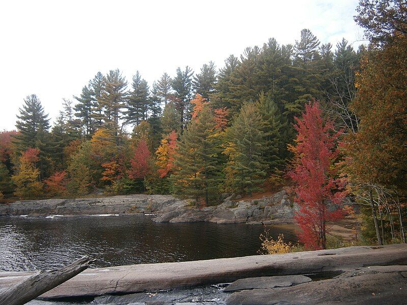 File:Autumn Trees 2.JPG