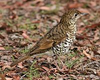 Bassian Thrush