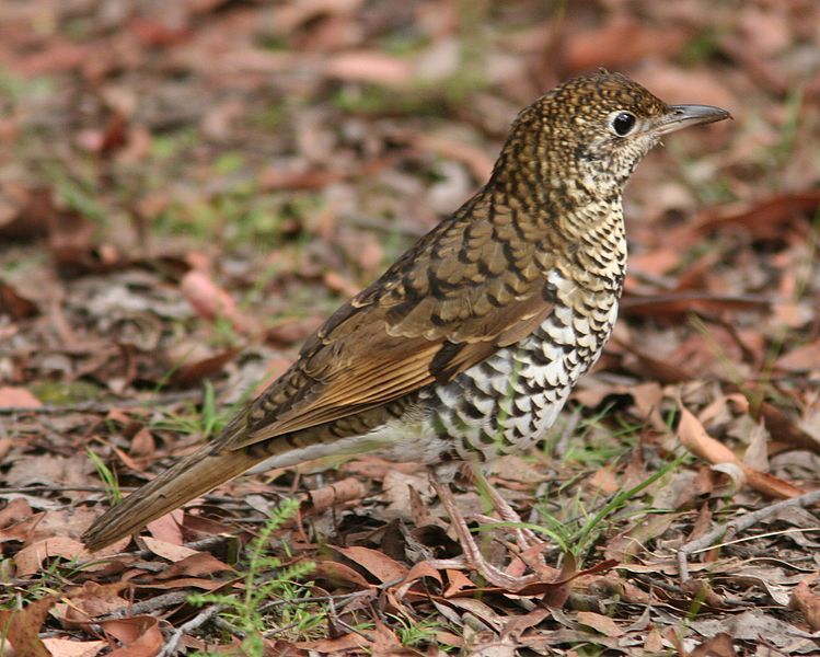 File:Bassian Thrush.jpg