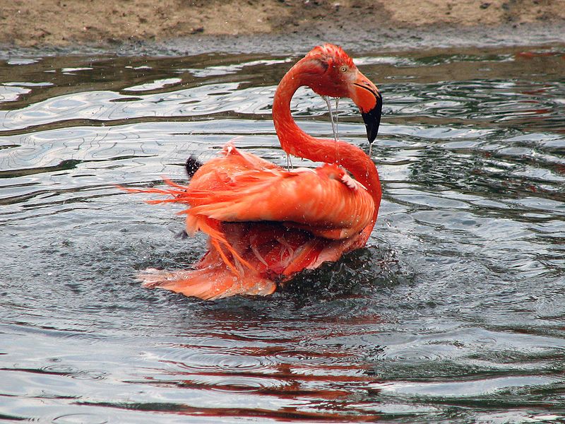 File:Bathing flamingo 02.jpg