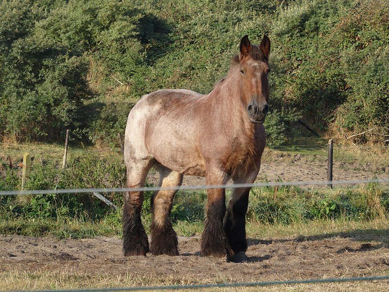 File:Belgisch trekpaard1.JPG