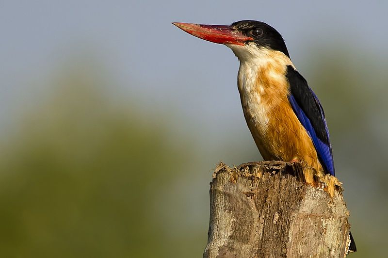 File:Black Capped Kingfisher.jpg