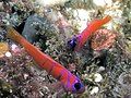 Bluebanded gobies, San Clemente Island