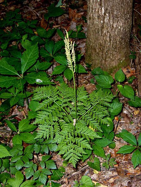 File:Botrypus virginiana1.jpg