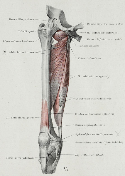 File:Braus 1921 252.png