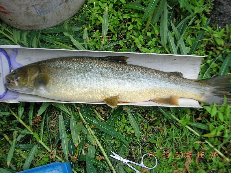 File:Bull Trout.JPG