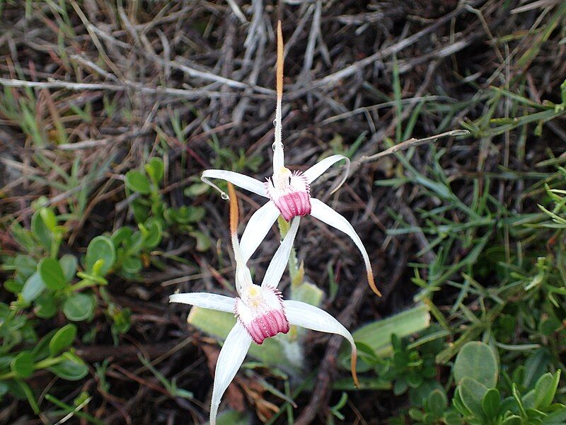 File:Caladenia nivalis 01.jpg