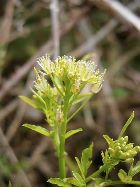 File:Cardamine impatiens 03.jpg