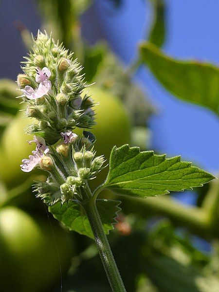 File:Catnip-blossom.jpg