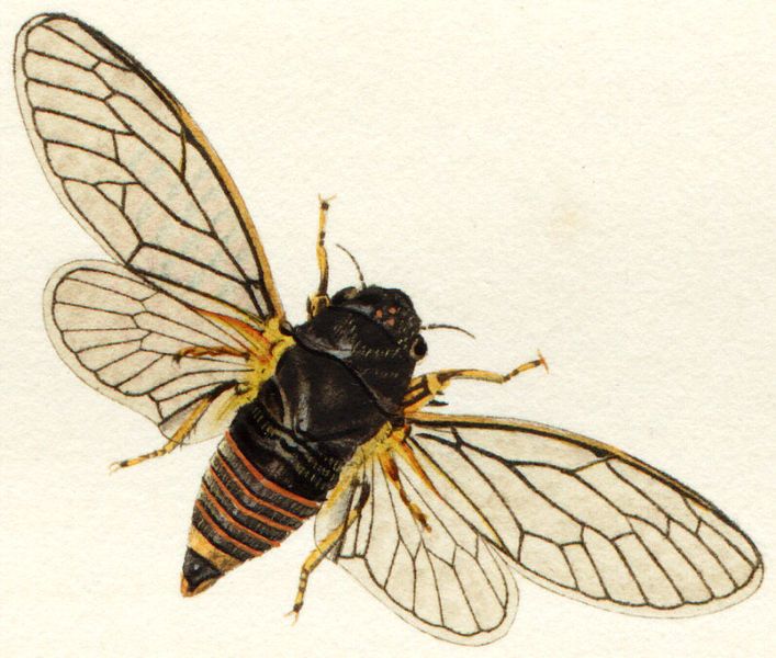 File:Cicadetta montana04.jpg