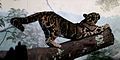 Stretching by a clouded leopard