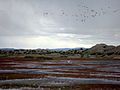 Fauna present at the Lake Colhué Huapí.