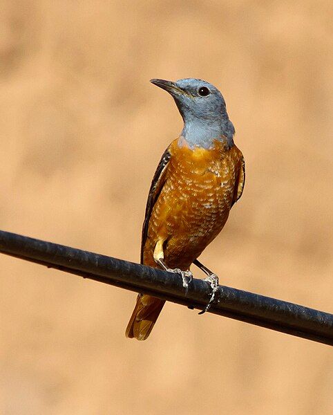 File:Common rock thrush.jpg