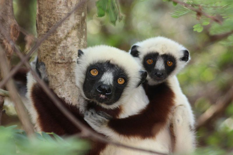 File:Coquerel's Sifaka lemurs.jpg