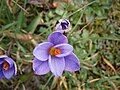 Crocus minimus close-up