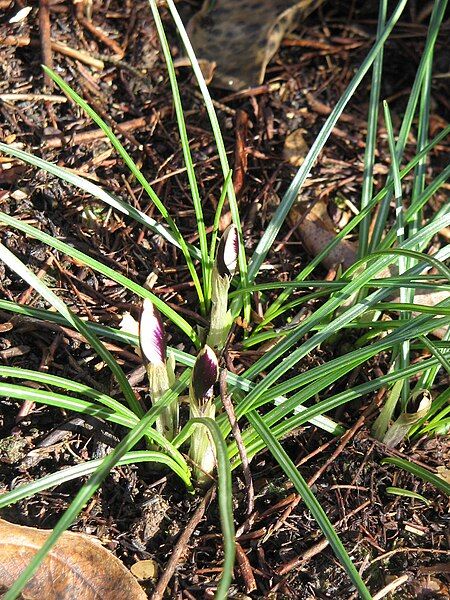 File:Crocus minimus opening02.jpg