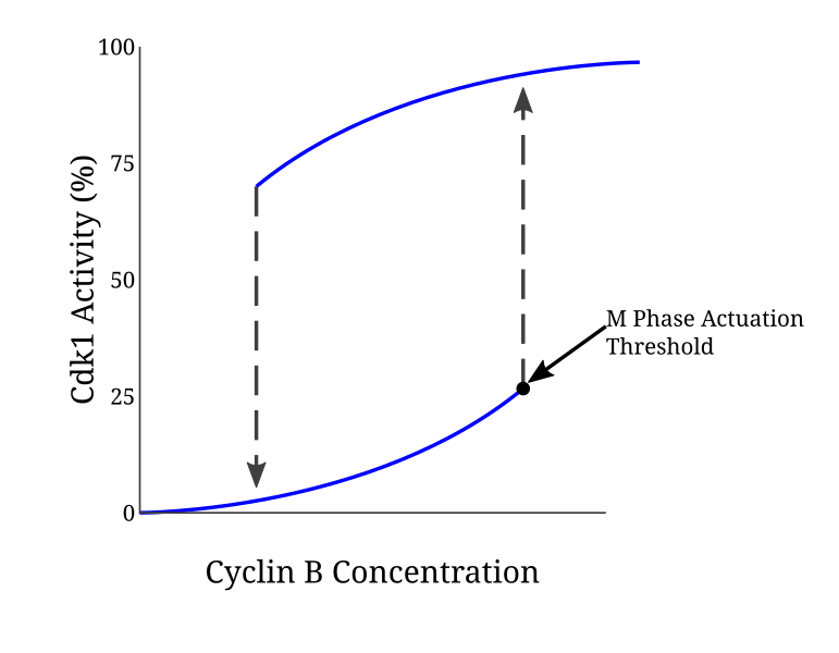 File:CyclinB-Cdk1 Hysteresis Graph.svg