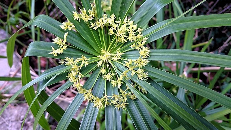 File:Cyperus alternifolius ULB.JPG