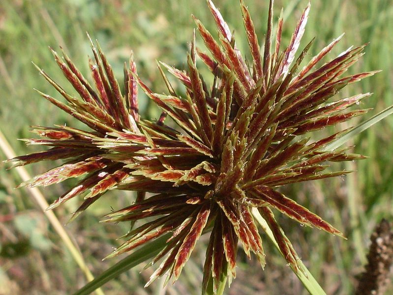 File:Cyperus congestus (3235514697).jpg