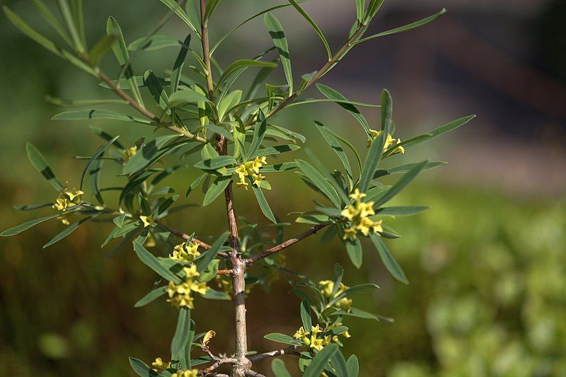 File:Daphne giraldii 02.jpg