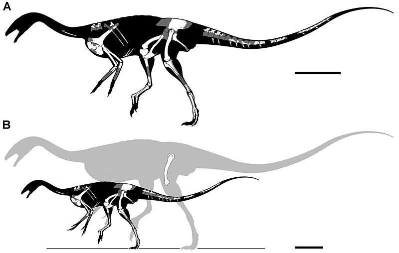 File:Deltadromeus skeletal.jpg