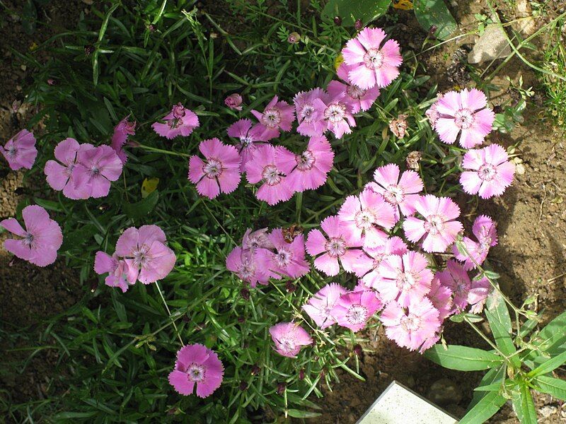 File:Dianthus alpinus001.jpg