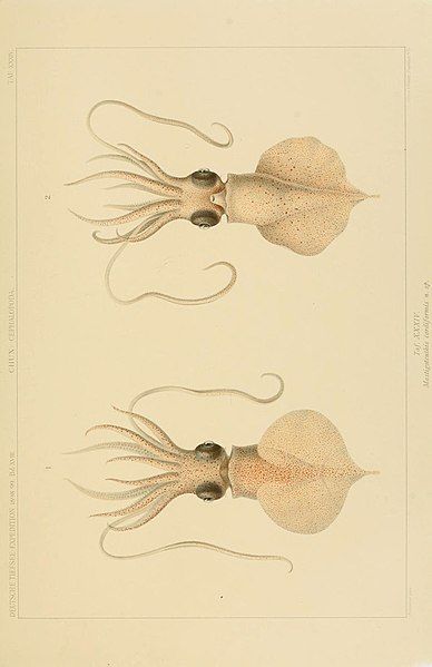 File:Die Cephalopoden (6285920147).jpg