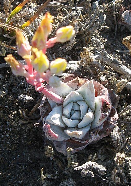 File:Dudleya gnoma.jpg