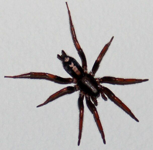 File:Eastern parson spider.jpg