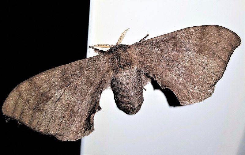 File:Epia lunilinea.jpg