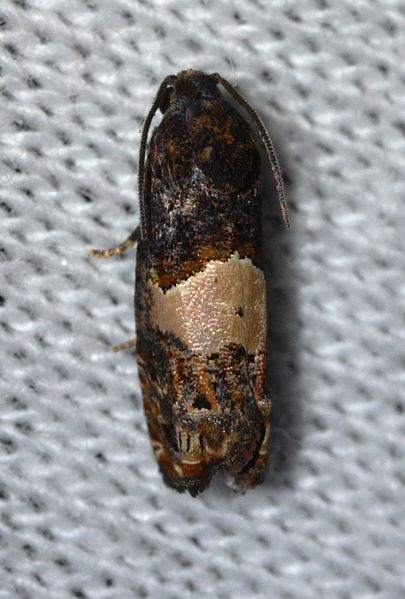 File:Epiblema glenni (14662063414).jpg